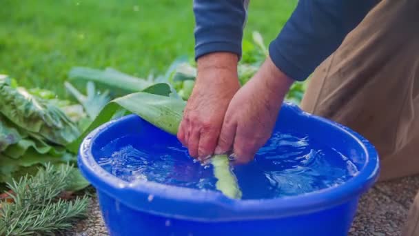 Natuurlijke prei wordt gewassen in de bucked vol water — Stockvideo