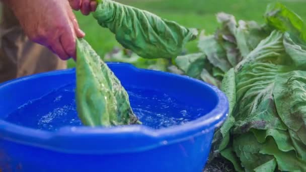 Uomo lavaggio foglie cresciute di insalata — Video Stock