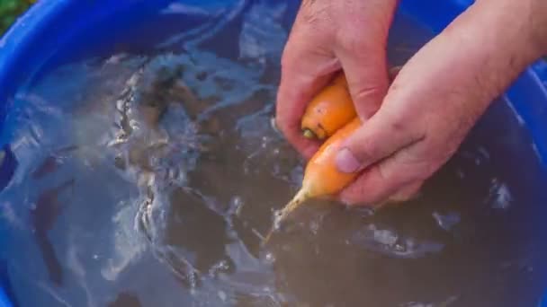 Hombre lavando la naturaleza cultivada zanahorias — Vídeos de Stock