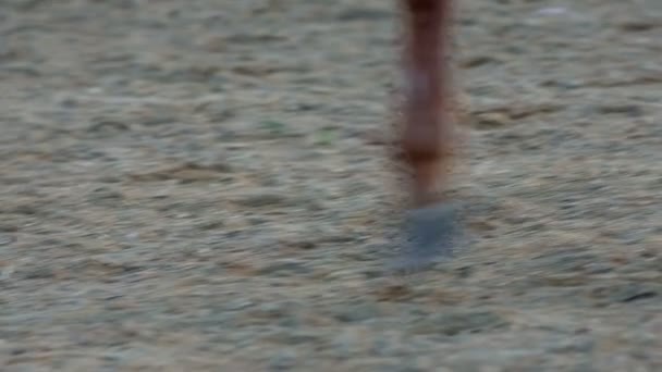 Paard stappen op het zand — Stockvideo