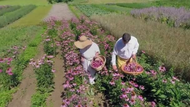 Des villageois d'âge moyen au milieu des champs — Video