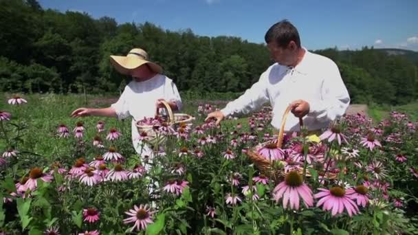 Мужчина и женщина щупывают цветы в поле — стоковое видео