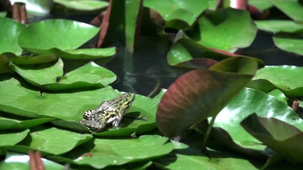 Frog on the water lily leaf — Stock Video