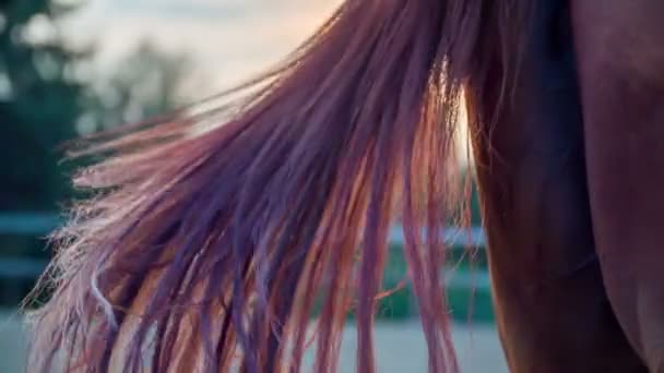 Cheval agitant la queue avec coucher de soleil en arrière-plan 