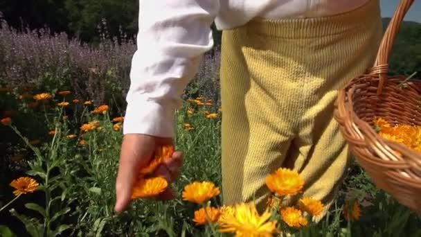 Mann pflückt mitten auf dem Rasen Blumen — Stockvideo