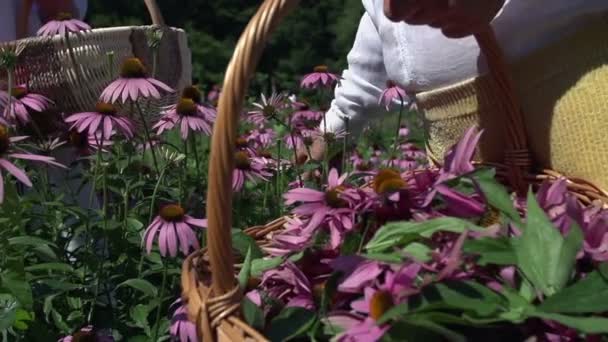 Пара збирає фіолетові квіти в сільській місцевості — стокове відео