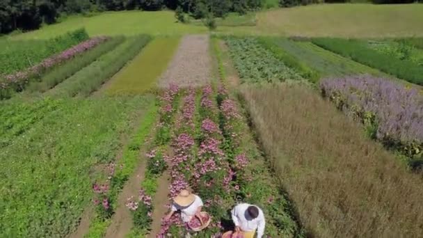 Persone di mezza età che raccolgono fiori in fiore — Video Stock