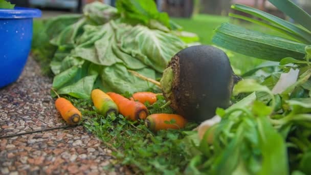 Naturaleza hortalizas cultivadas en casa acostado en el congreso — Vídeos de Stock