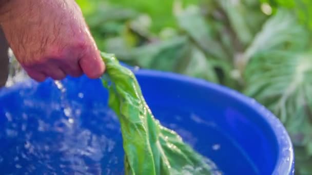 Finire di lavare l'insalata di raccolta per un pranzo — Video Stock