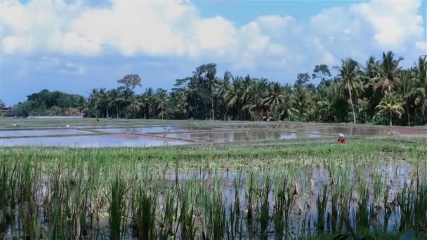 Cultivo de arroz con riego — Vídeos de Stock