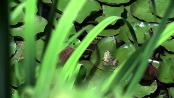 Καφέ βάτραχος σε ένα πράσινο φύλλο — Αρχείο Βίντεο