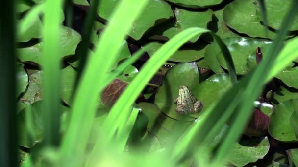 Grenouille brune sur une feuille verte 