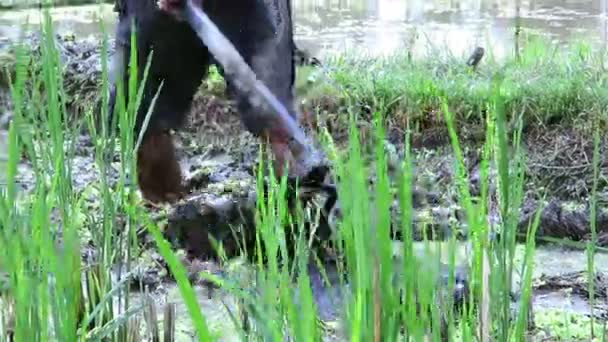 Persona arando tierra de granja húmeda — Vídeo de stock