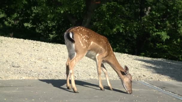 Cerf mangeant du maïs près de la maison — Video