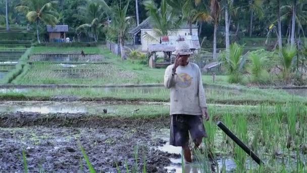Ludzie z Bali nad polami ryżu — Wideo stockowe