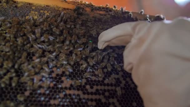 La abeja lleva la bolita verde en la colmena — Vídeo de stock