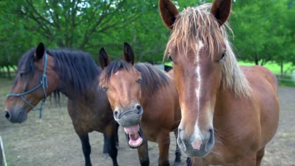 Chevaux regardant et riant à la caméra — Video