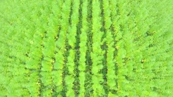 Cannabis-Plantage überfliegen — Stockvideo