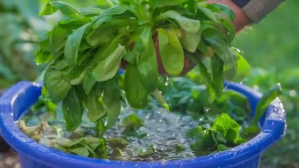 Salat in einem Eimer voll Wasser geputzt — Stockvideo