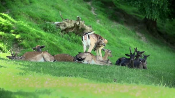 Herten rusten op een grasveld — Stockvideo