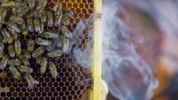 Запотевает панель, полную пчёл — стоковое видео