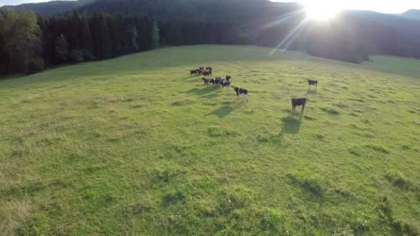 Vacas negras em terras agrícolas — Vídeo de Stock