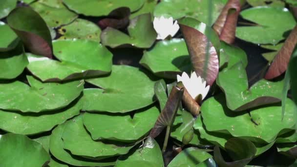 Водяные лилии со стрекозой и лягушкой — стоковое видео