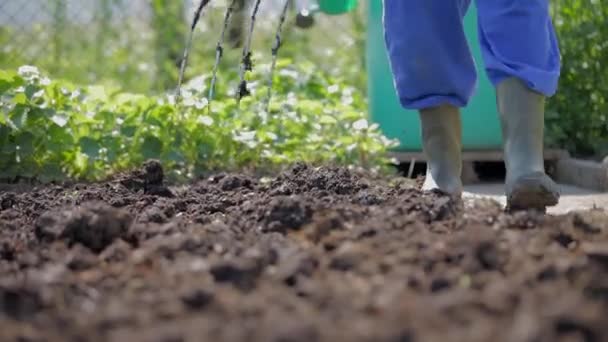 Person walking on garden — Stock Video