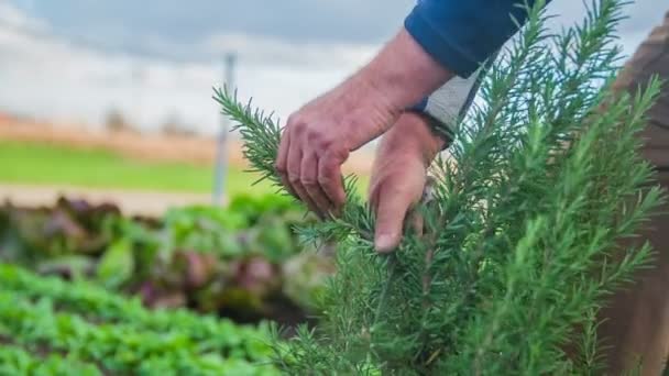 Mann schneidet den Bio-Zweig eines Rosmarins — Stockvideo