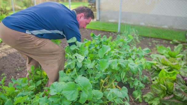 Nabo natural que se recoge en el jardín del hogar — Vídeo de stock