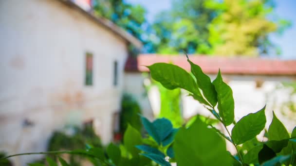 Vegetation on the medieval castle — Stock Video