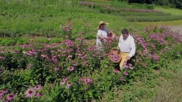 Pessoas de aldeia que coletam flores florescentes — Vídeo de Stock