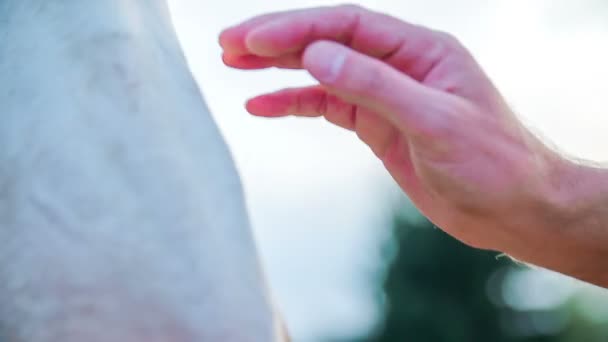 main caressant le cheval sur la tête 