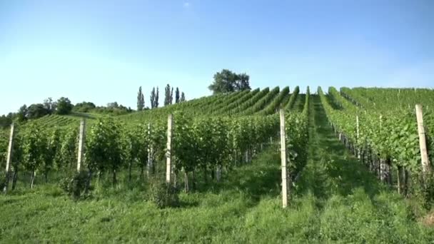 Wijngaard rijen op het platteland — Stockvideo
