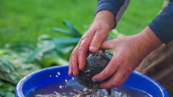 Arten odlas Rova tvätt i bucked full av vatten — Stockvideo