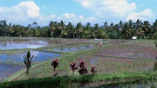 Arroz creciendo en el agua — Vídeos de Stock