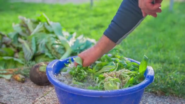 Uomo che lava la natura insalata coltivata in casa — Video Stock