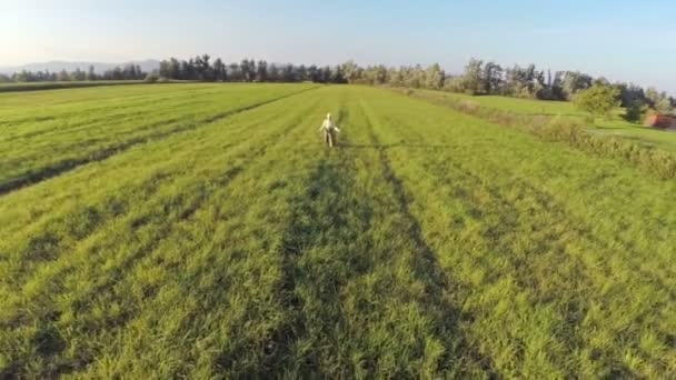 Vieille femme marchant sur un grand champ — Video