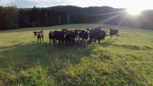 Чорні корови на пасовищі — стокове відео