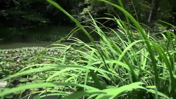 Natural habitat of the lake — Stock Video