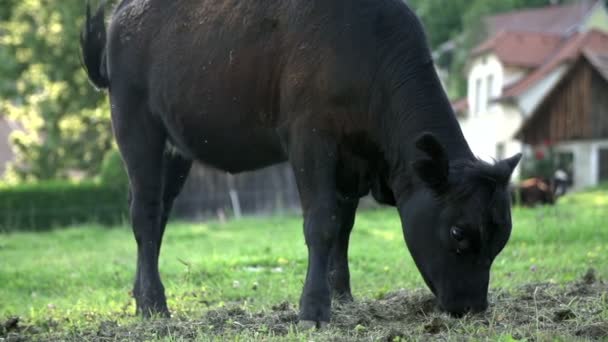 Cow feeding grass on a farmyard — Stock Video