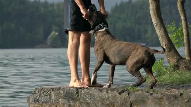 Cão com seu dono joga no lago — Vídeo de Stock