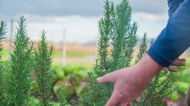 Homme avec les mains va et se sent à la — Video