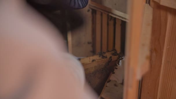 養蜂家はミツバチの巣箱にパネルを戻す — ストック動画