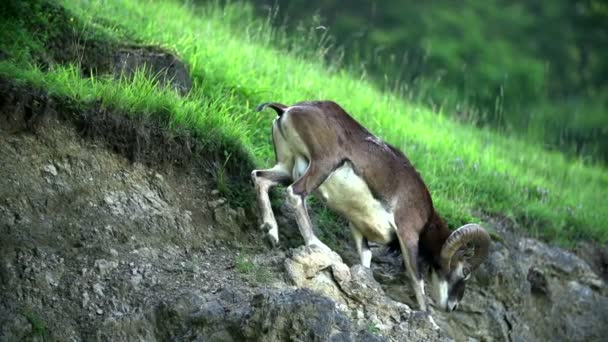 Doğal yaşam alanında Chamois oyunları — Stok video