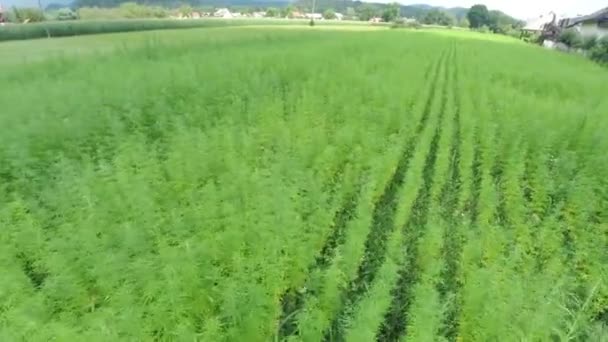 Cannabis industriel à usage médical 