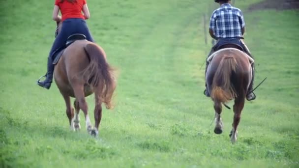 Hästar att köra över fältet — Stockvideo