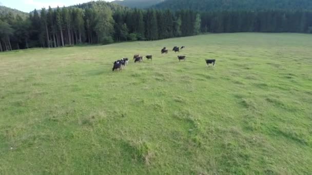 Vaches mangeant de l'herbe — Video