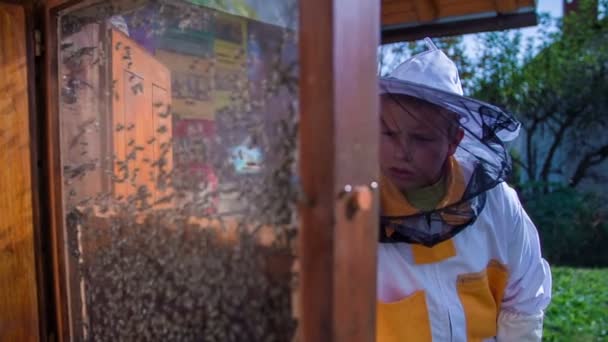 Bambino viene a controllare le api che lavorano — Video Stock