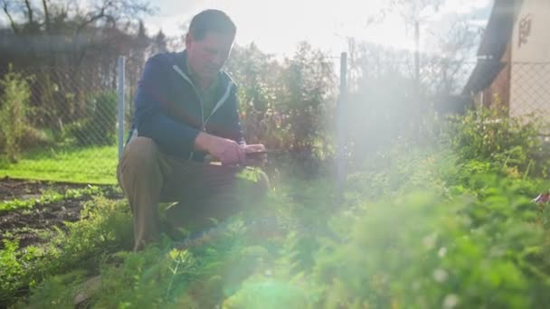 Άνθρωπος συλλέγει το σπίτι βιολογικά λαχανικά — Αρχείο Βίντεο